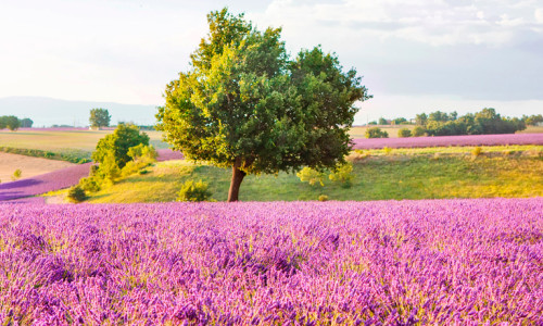 Provence